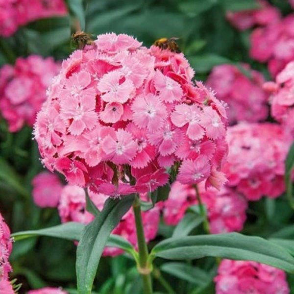 Zoom bild av Borstnejlika 'Pink beauty'