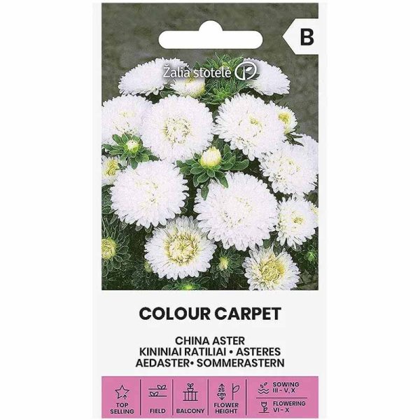 Zoom bilde av Sommerasters 'Colour Carpet' Hvit