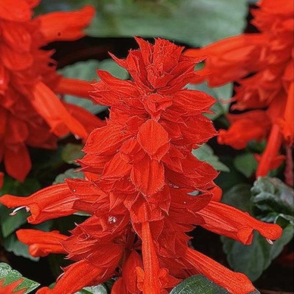 Zoom bild av Praktsalvia 'Scarlet Piccolo'