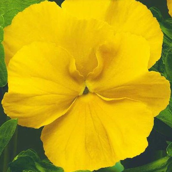 Zoom bild av Pensé 'Coronation gold'