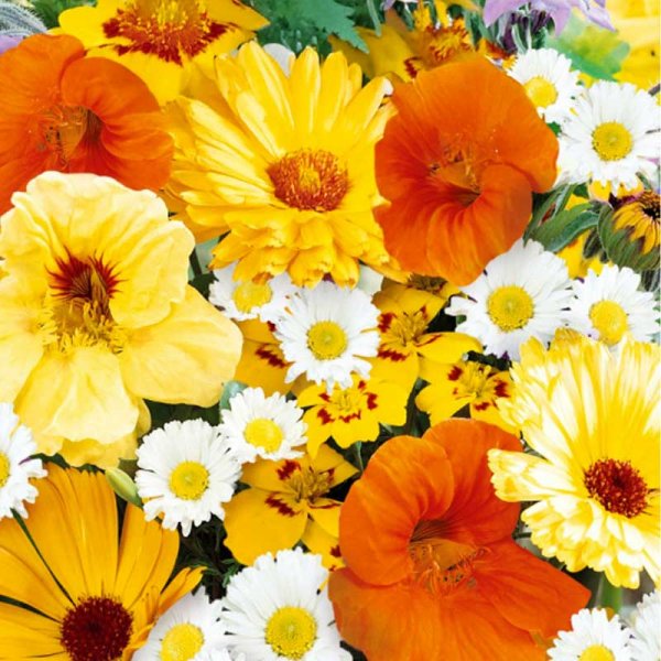 Zoom bild av Sommarblommor