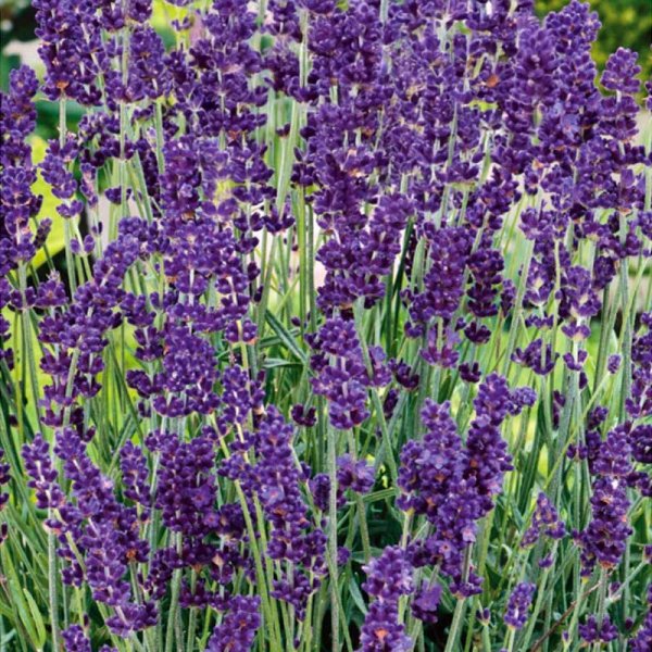 Zoom bilde av Lavender 'English'