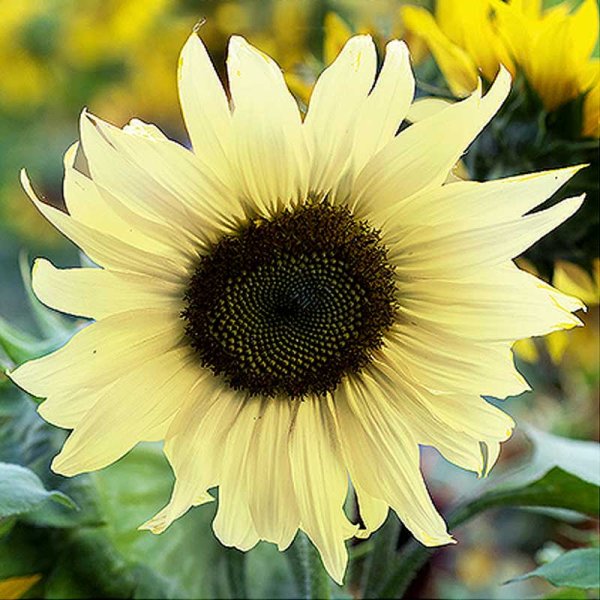 Zoom bilde av Solsikke 'Moonshine'