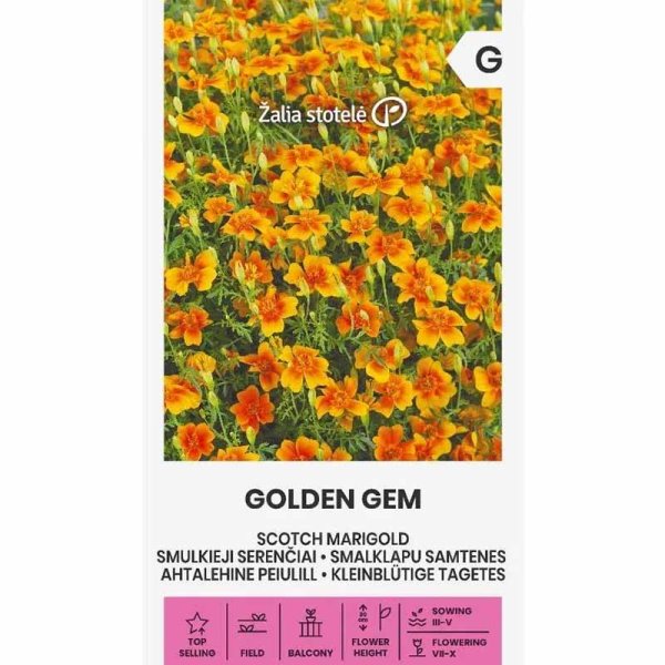 Zoom bilde av Tagetes 'Golden Gem'