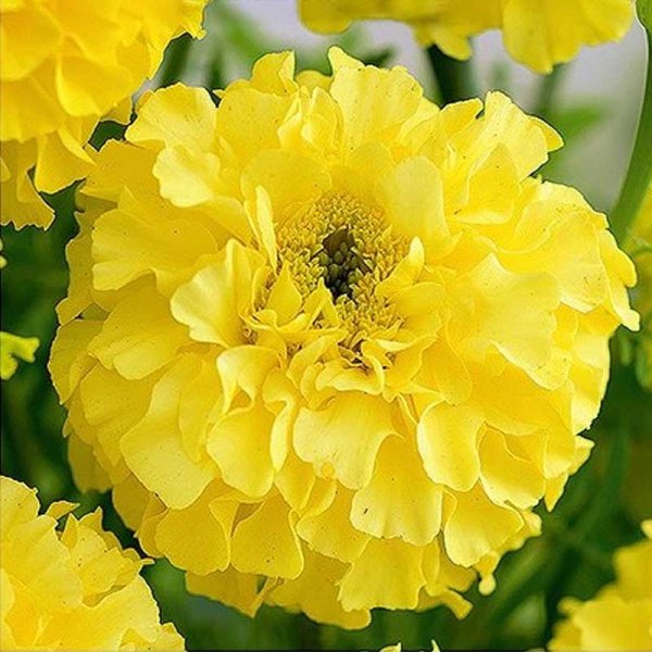Zoom bilde av Stor fløyelsblomst tagetes 'Calendo lemon'
