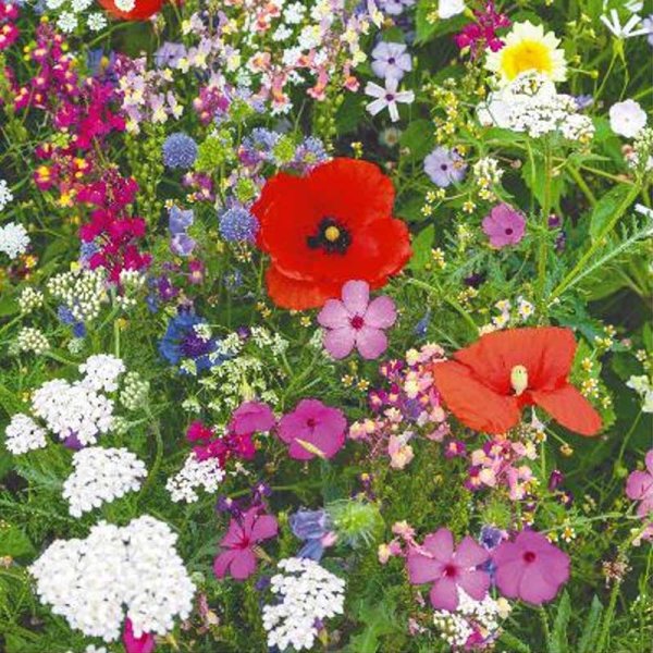 Zoom bild av Blomblandning 'Wild flowers'