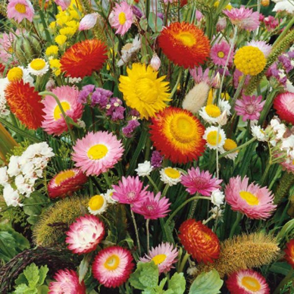 Zoom bild av Blomblandning 'Everlasting'