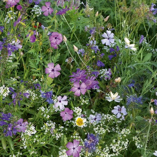 Zoom bild av Blomsterblandning Japan mix