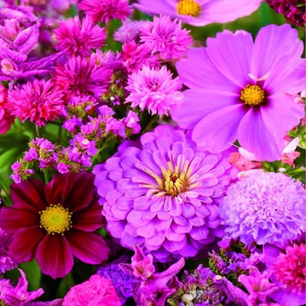 Zoom bild av Blomsterblandning 'Pink-Red'