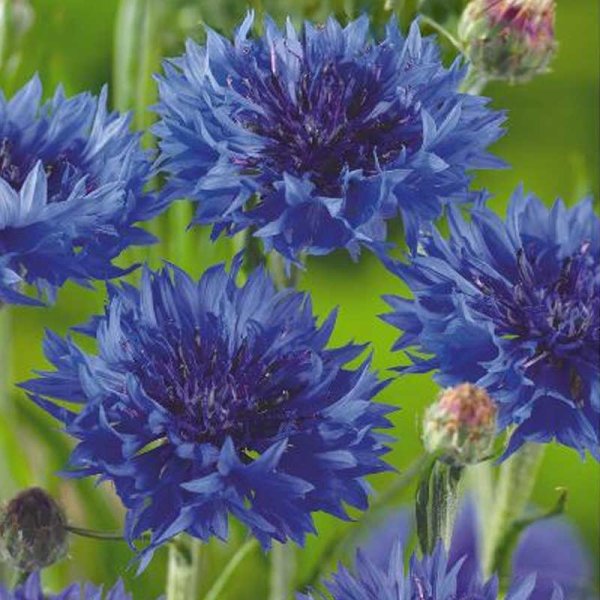 Zoom bild av Blåklint 'Blue diadem'