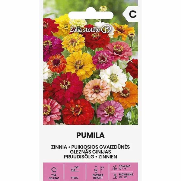Zoom bild av Zinnia