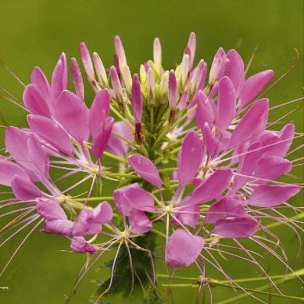 Zoom bild av Paradisblomster 'Rose queen'
