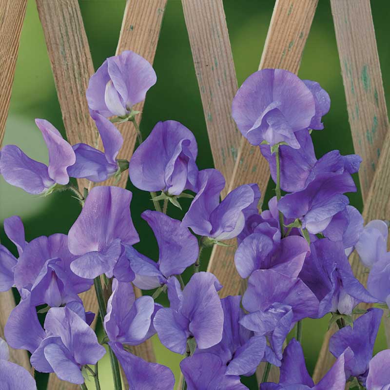 Erteblomst 'Royal Blue'