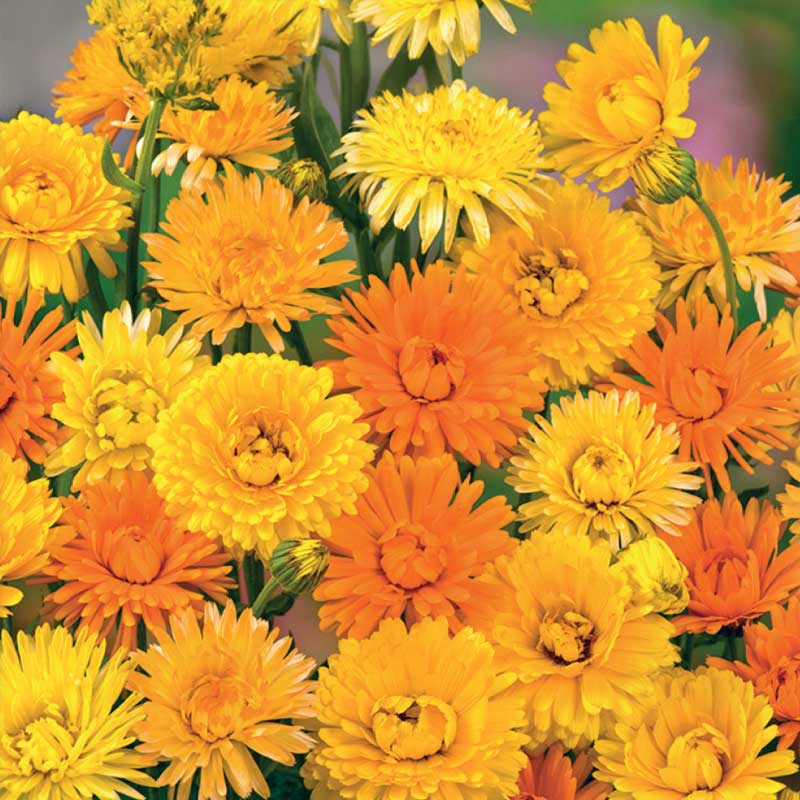 Ringblomst 'Pacific Beauty'