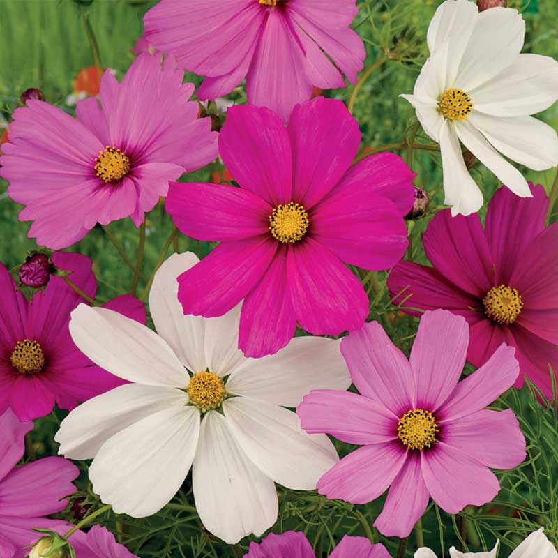 Rosenskära 'Early Summer'