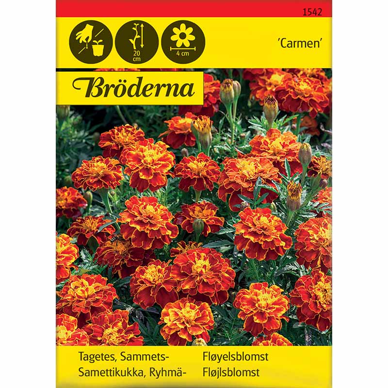 Fløyelsblomst 'Carmen'