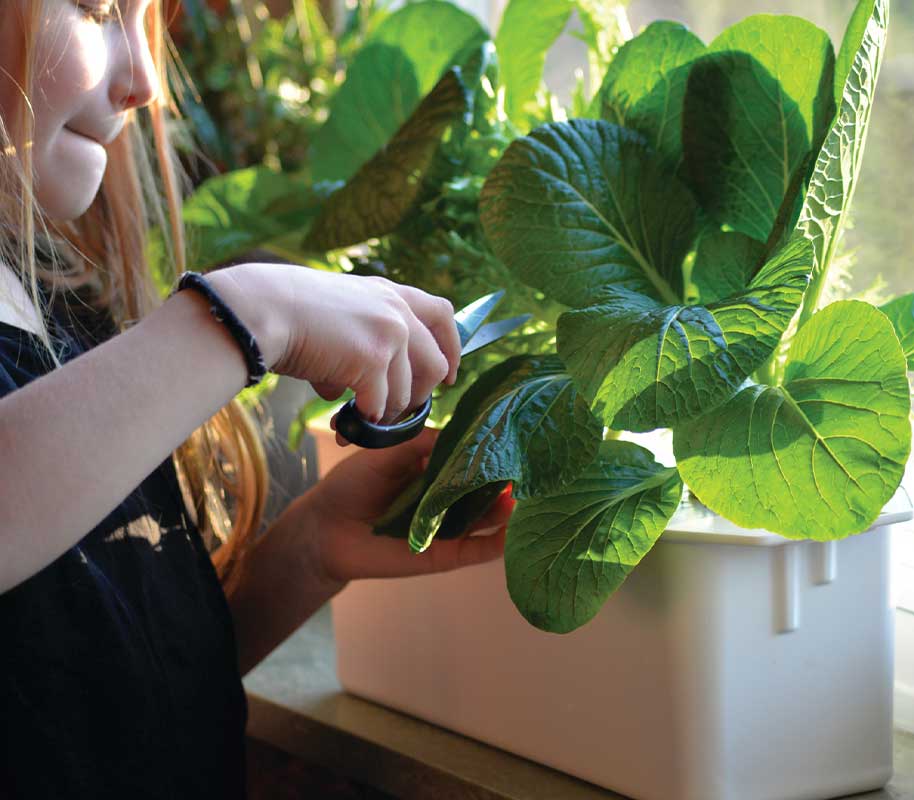 Hydroponisk odling Harvy 3 vit