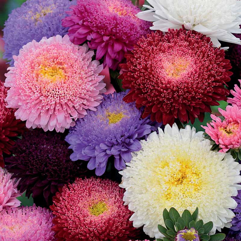 Aster 'Princess' mix