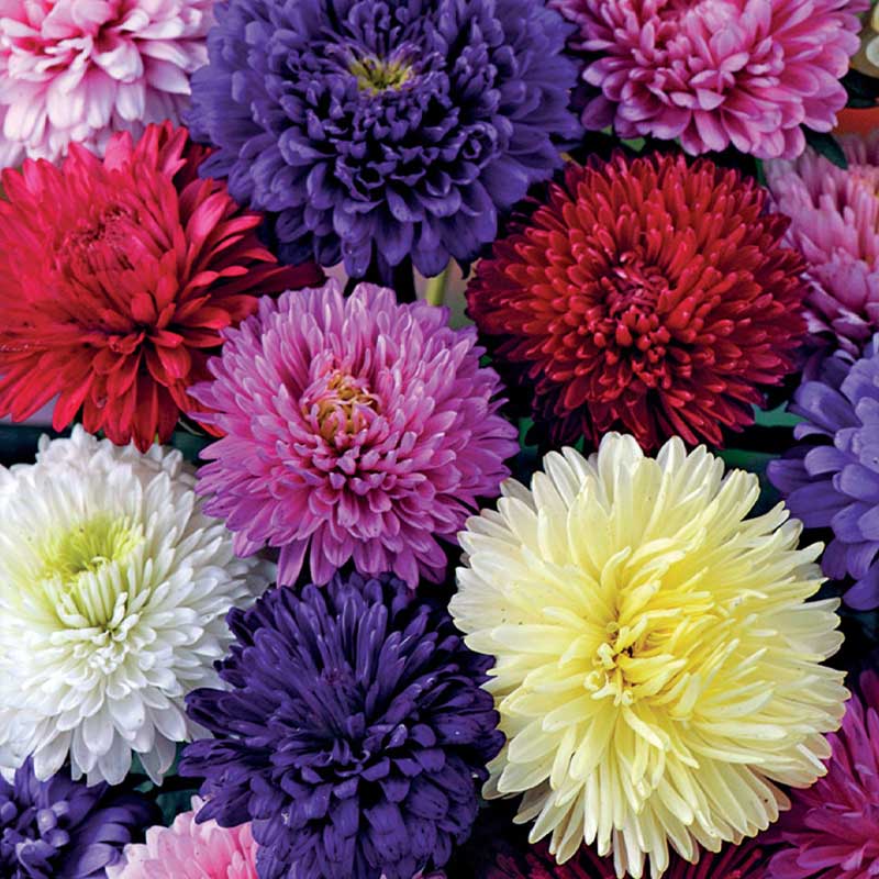 Dobbel aster mix Økologisk
