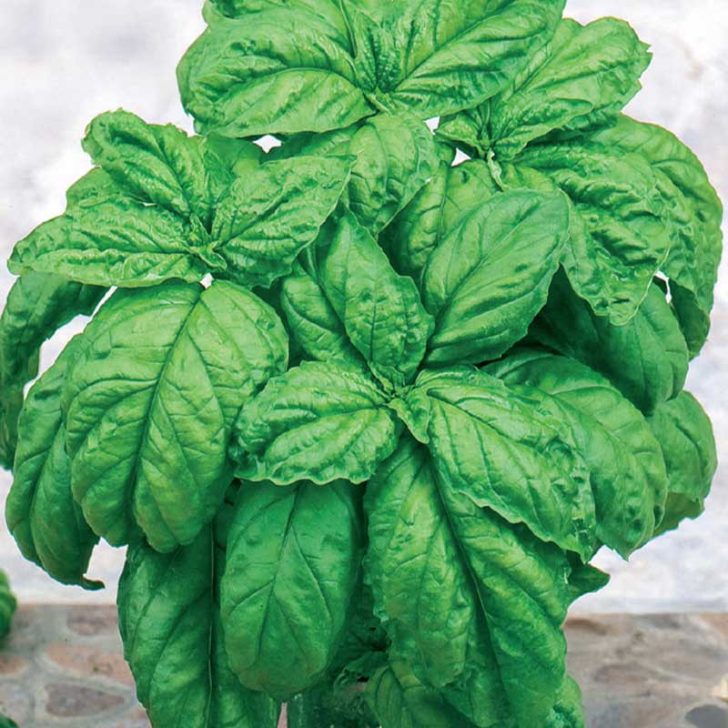 Storbladig salladsbasilika 'Large leaved'