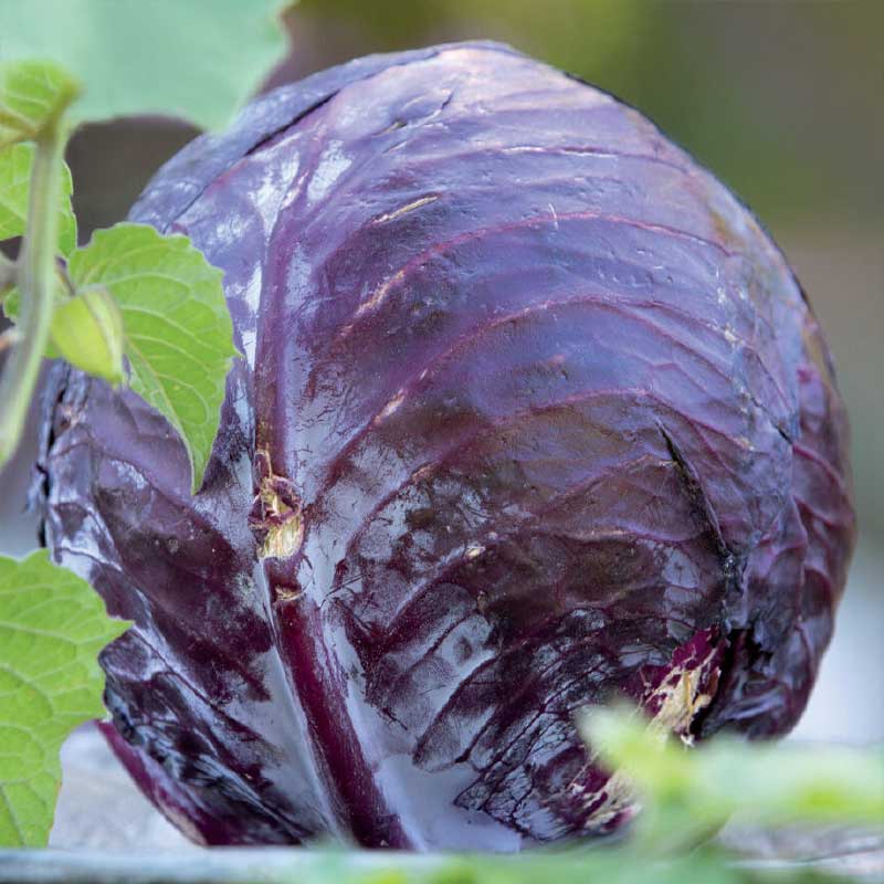 Rødkål 'Langedijker Bewaar 2' Organic