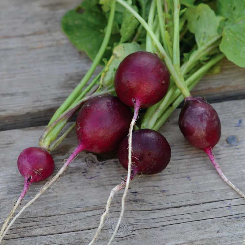 Rädisa 'Amethyst'