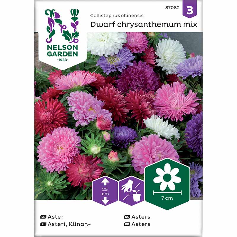 Dvergaster 'chrysanthemum mix'