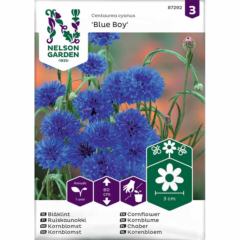 Blåklint 'Blue Boy'