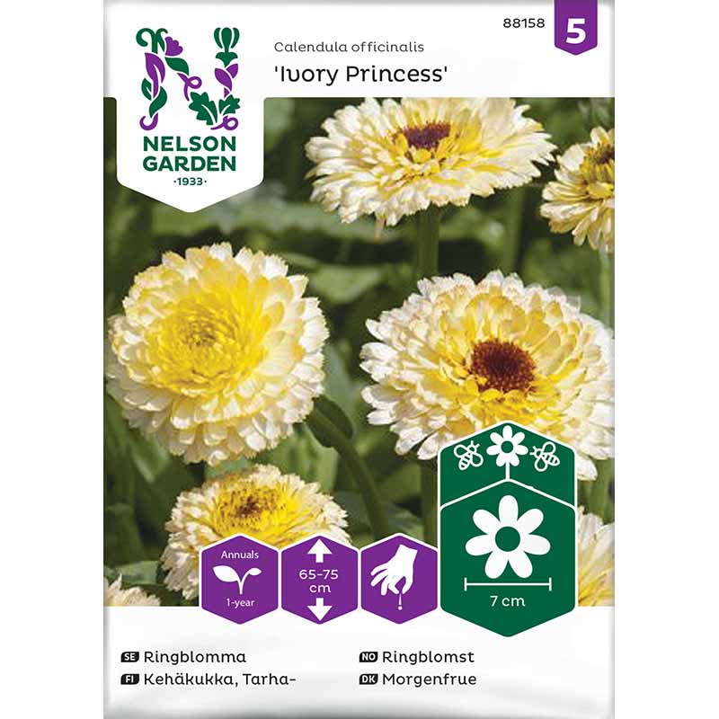 Ringblomst 'Ivory Princess'