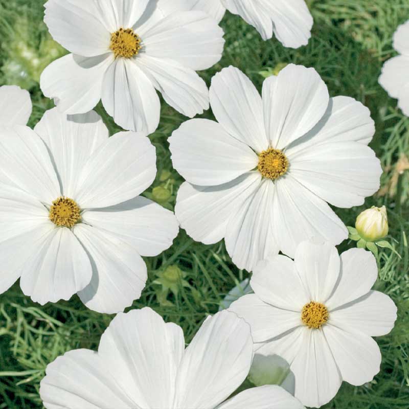 Kosmos 'Purity'