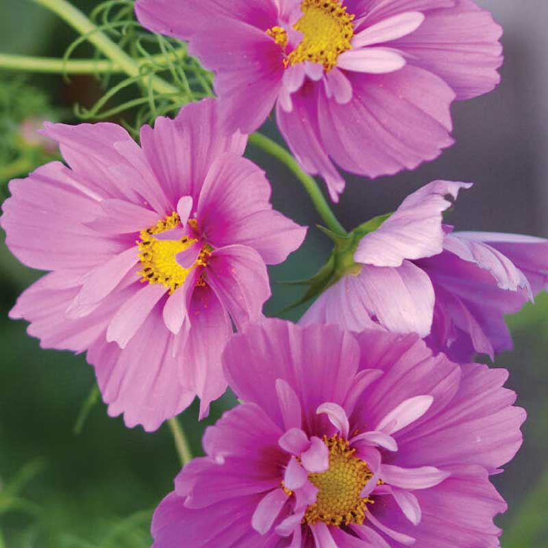 Pyntekorg 'Fizzy Pink Dark Center'