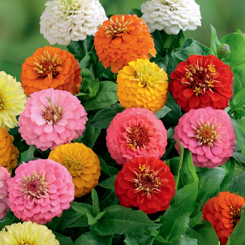 Zinnia Sunbow blandede farger
