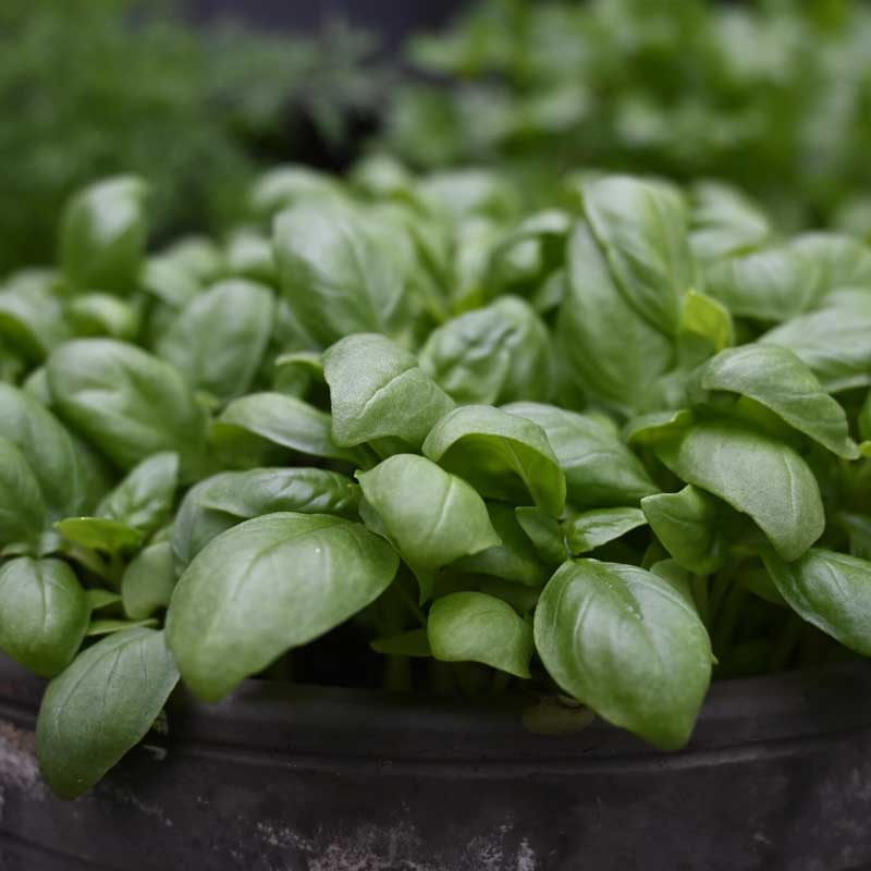Basilika 'Loki'