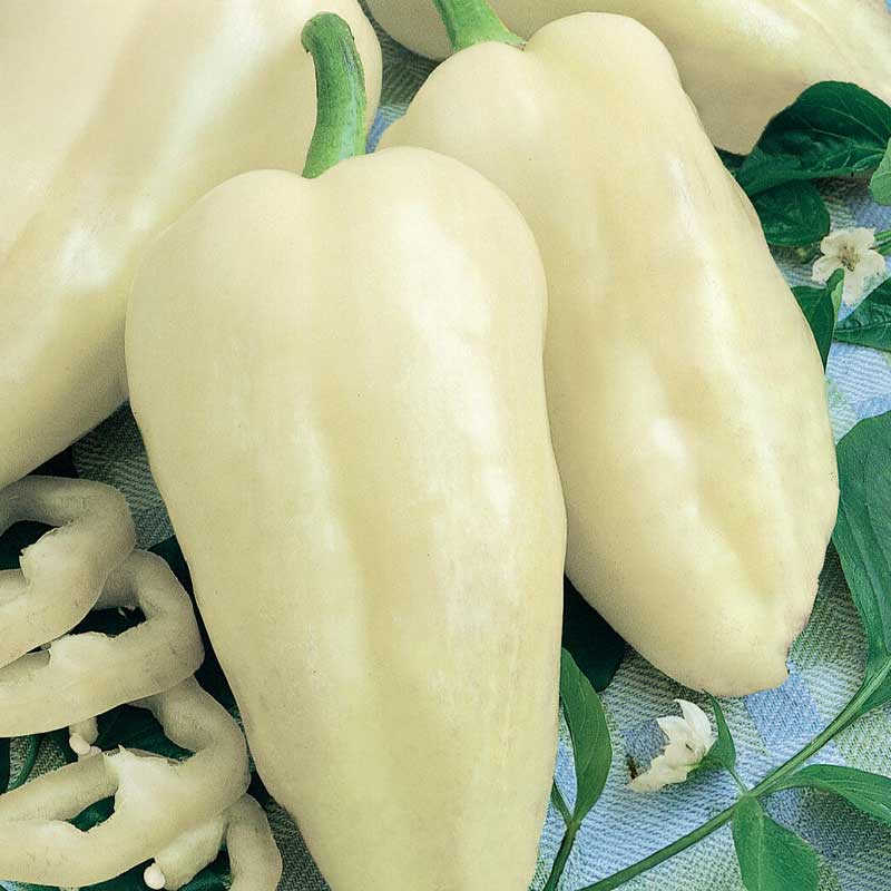 Paprika 'Amyka' F1