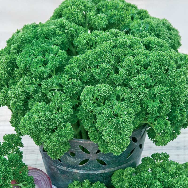 Bladpersilja 'Grüne Perle'