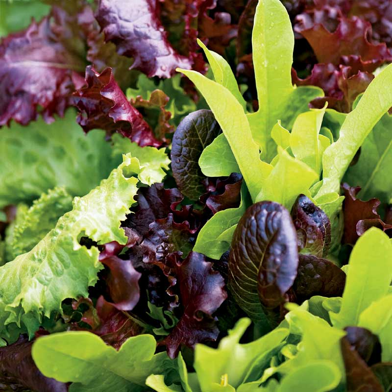 Sallat 'Baby Leaf mix'