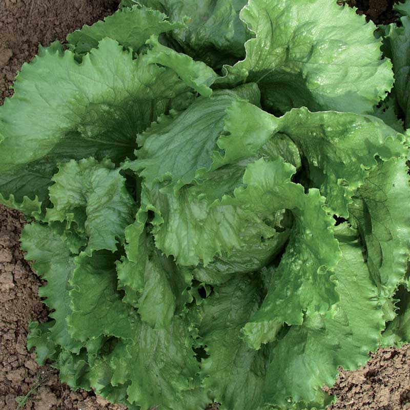 Isbergssallat 'Calmar'