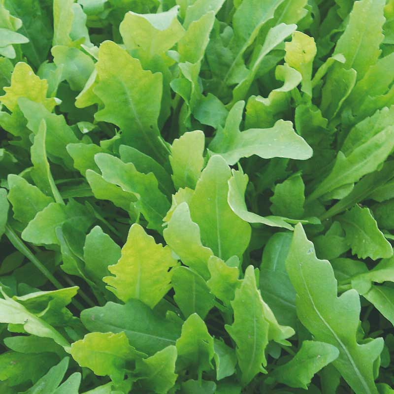 Sandsenap / Vild rucola 'Wildfire'