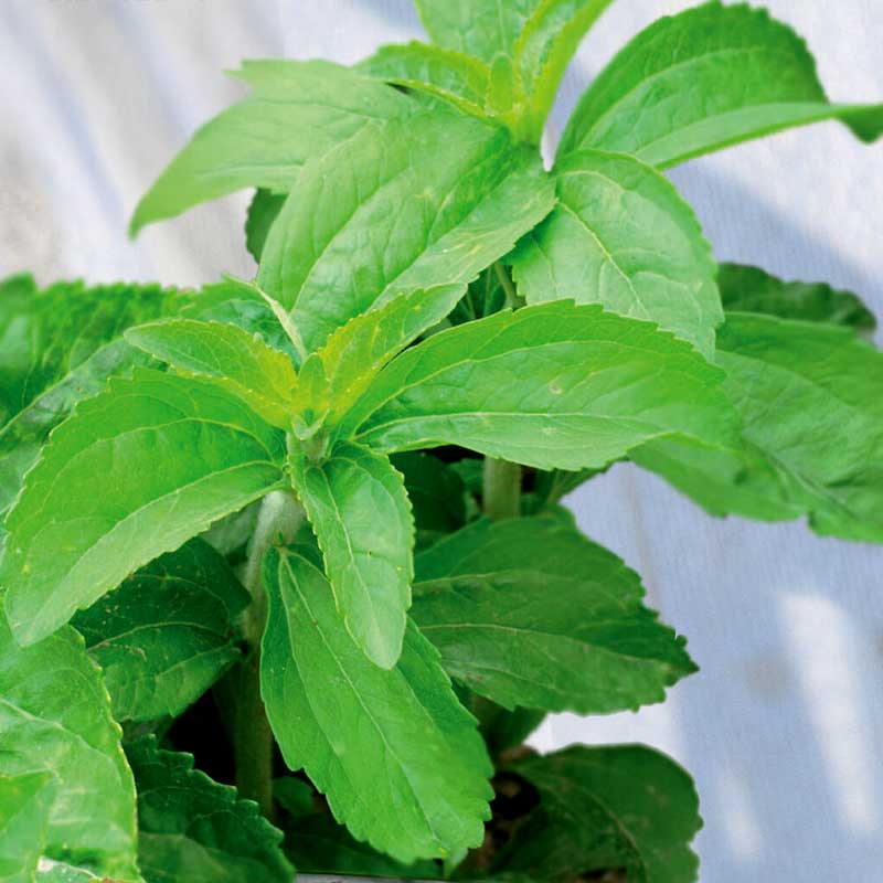 Sötflockel / Stevia