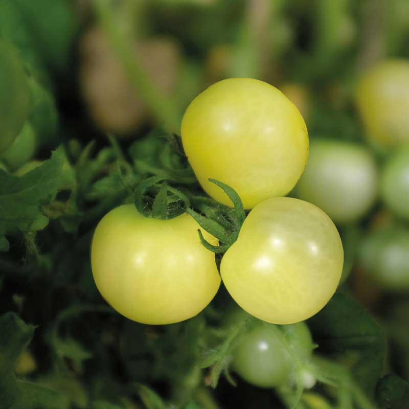 Kruktomat 'Balconi Yellow'
