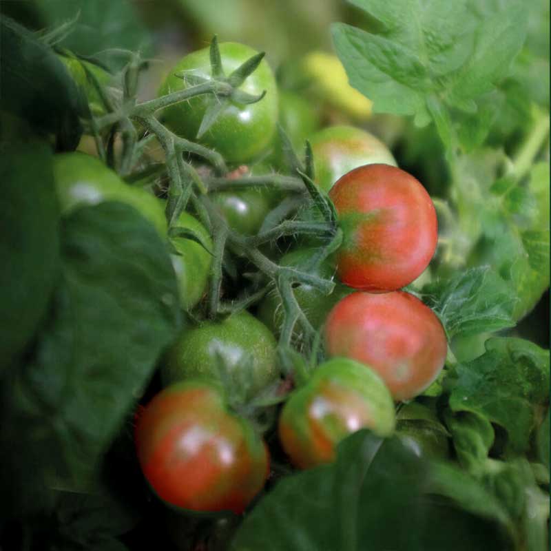 Kruktomat 'Balconi Red'