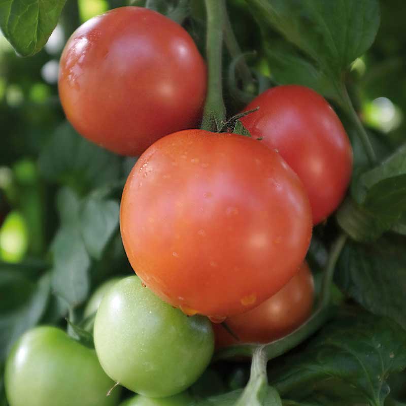 Tomat 'Matina'