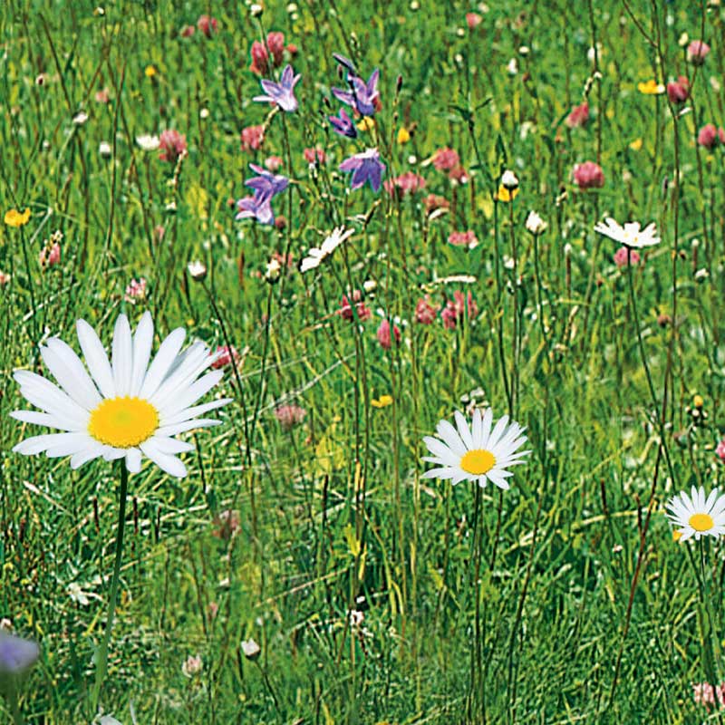 Engblomster 'Nelson Mixture'
