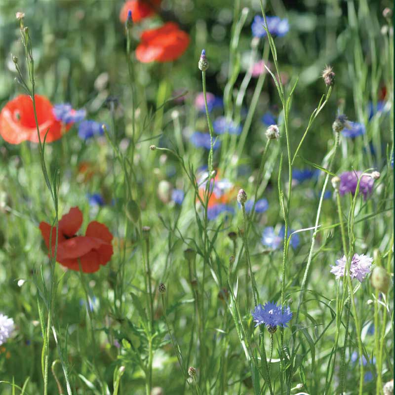 Ängsblommor Frömix