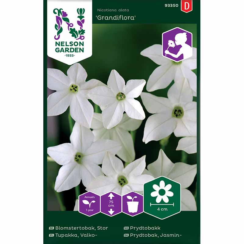 Stor prydtobakk 'Grandiflora'