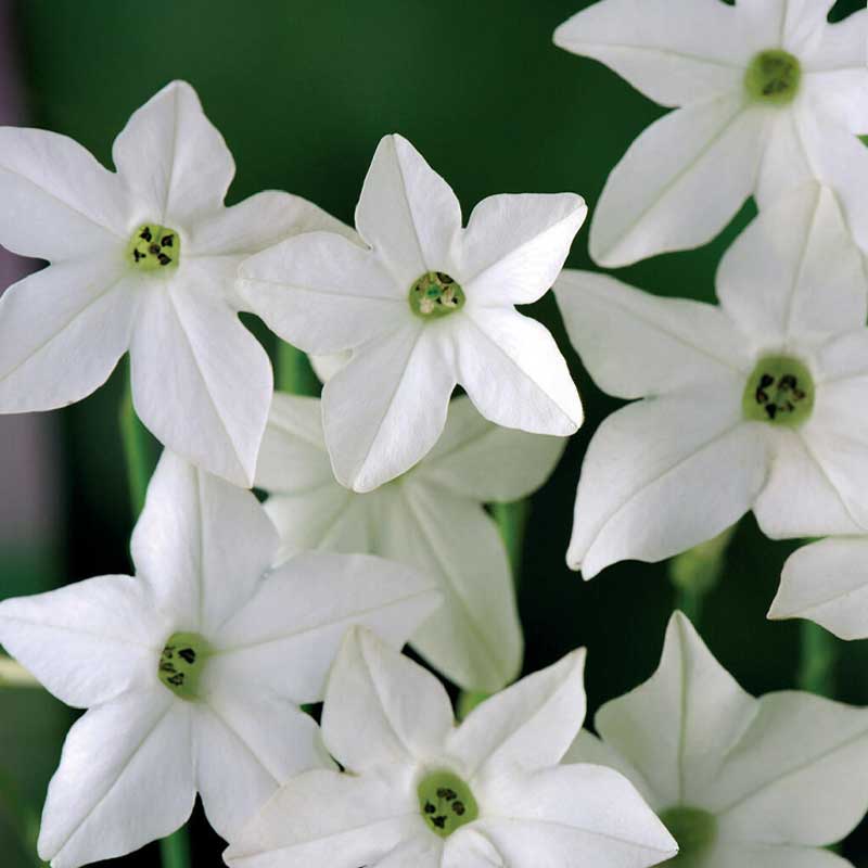 Stor prydtobakk 'Grandiflora'