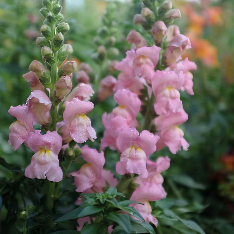 Løvemunn 'Opus Pink' F1