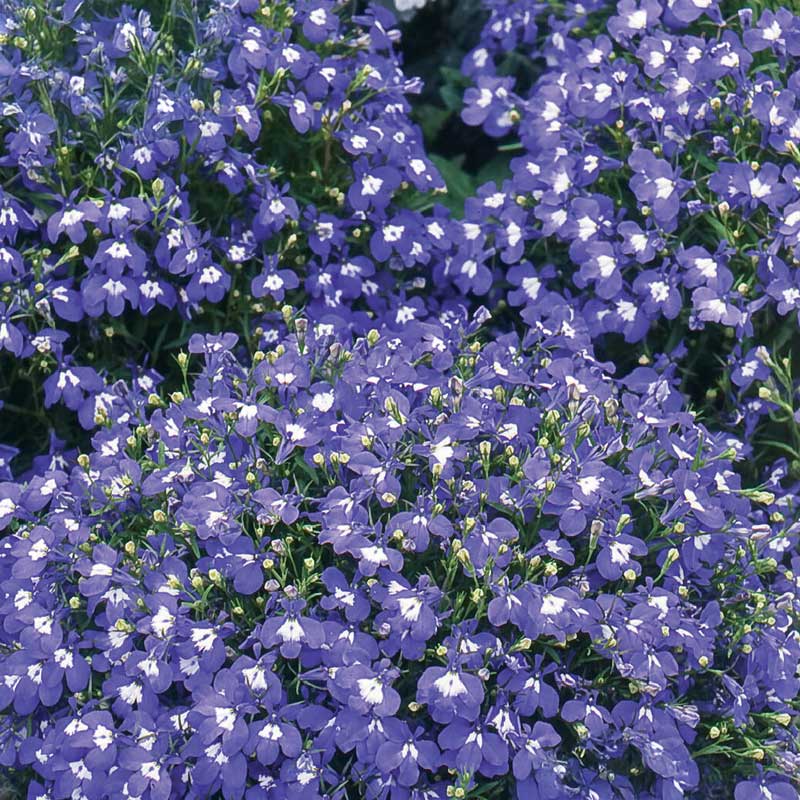 Hengelobelia 'Saphir'