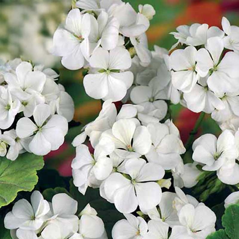 Pelargon 'Inspire White' F1