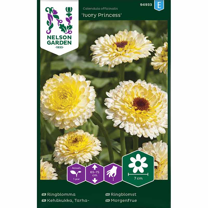 Ringblomst 'Ivory Princess'